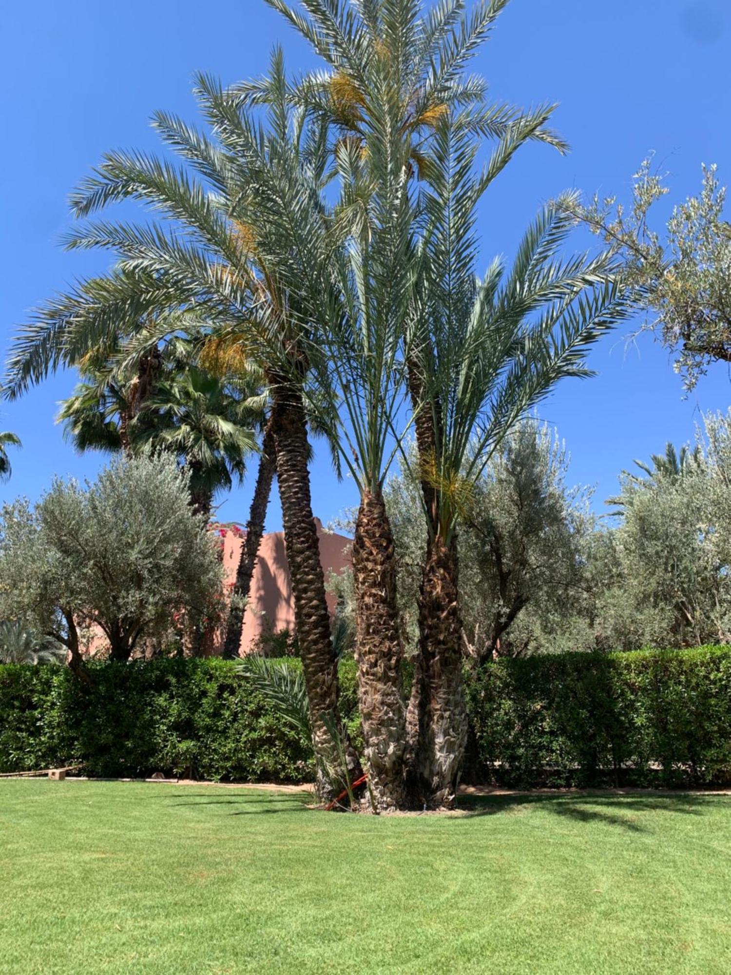 Villa Avec Piscine Privatisee A La Palmeraie Marrakesh Exteriör bild