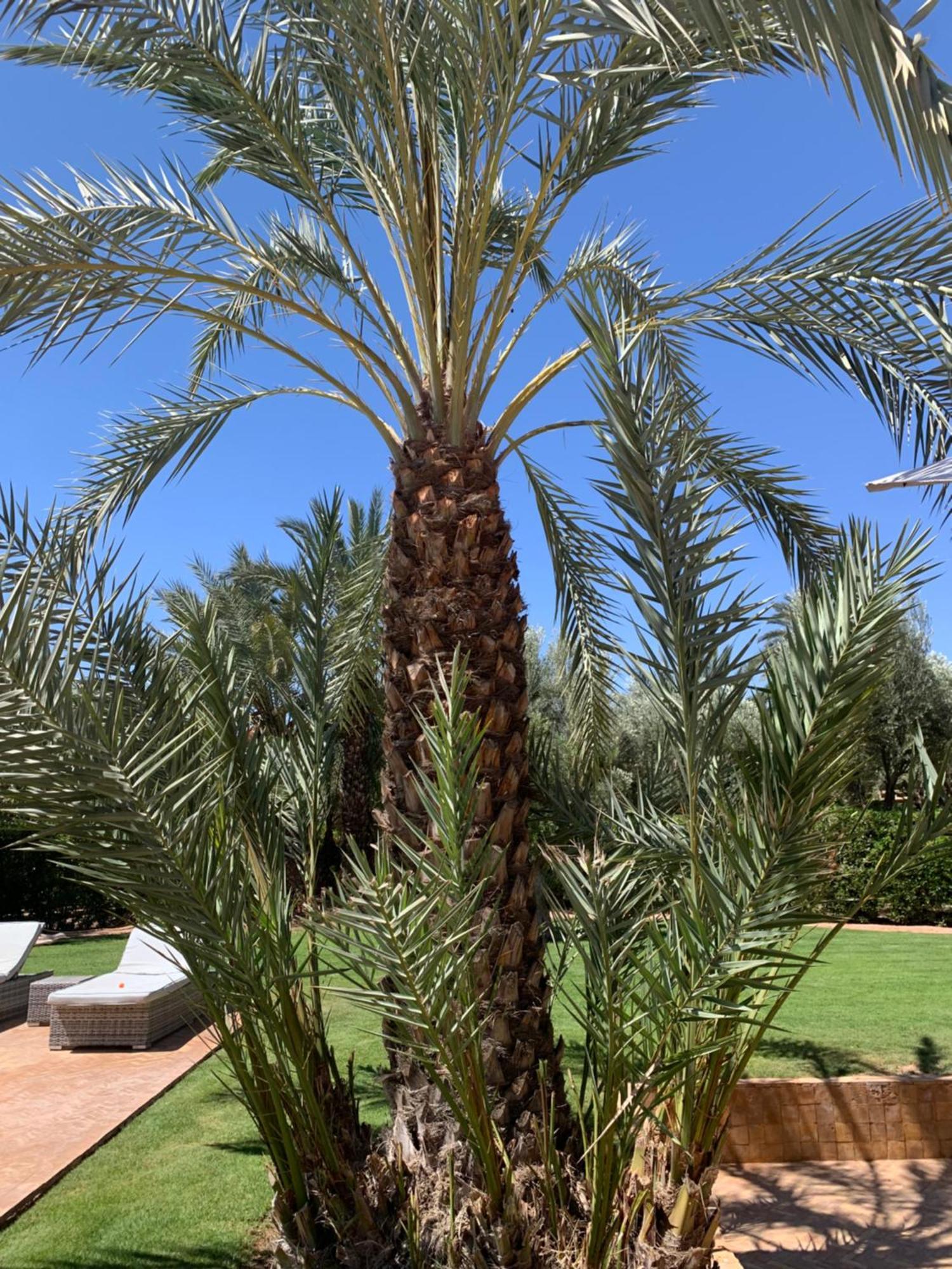 Villa Avec Piscine Privatisee A La Palmeraie Marrakesh Exteriör bild
